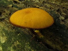 Pholiota granulosa