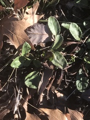 Packera obovata