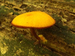Pholiota granulosa