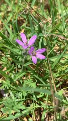Erodium moschatum