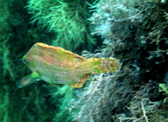 Heteroscarus acroptilus