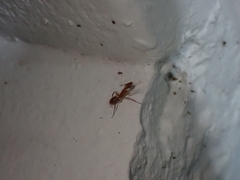 Camponotus hannani