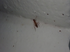 Camponotus hannani