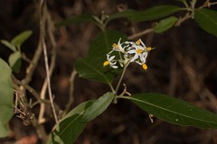 Solanum donianum