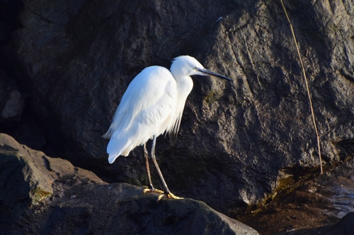 Garceta común (Egretta garzetta)