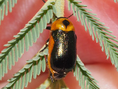 Aporocera