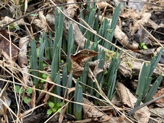 Narcissus pseudonarcissus