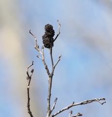 Alnus maritima maritima