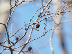 Alnus maritima maritima