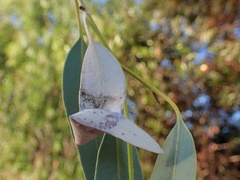 Cymbacha