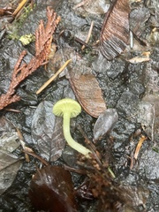 Chrysomphalina grossula
