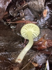 Chrysomphalina grossula