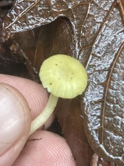 Chrysomphalina grossula