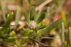 Blutaparon vermiculare