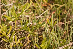 Blutaparon vermiculare