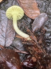 Chrysomphalina grossula