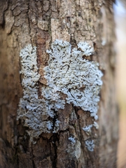 Physcia americana
