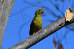 Manorina melanophrys