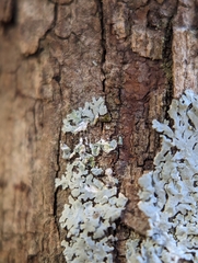 Physcia americana