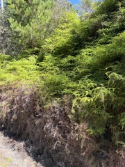 Gleichenia