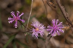 Vernonia blodgettii