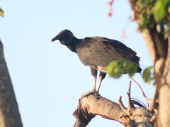 Coragyps atratus