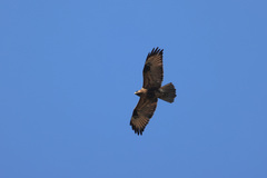 Buteo refectus