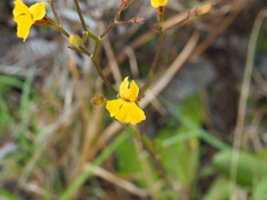 Goodenia paniculata