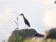 Nyctanassa violacea