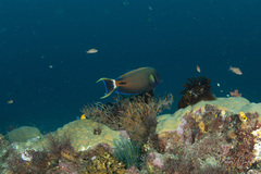 Acanthurus fowleri