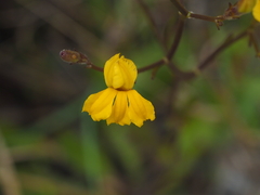 Goodenia paniculata