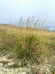 Stipa splendens