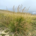 Chee Grass - Photo (c) Natalya, some rights reserved (CC BY), uploaded by Natalya