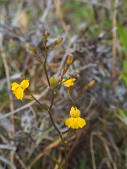 Goodenia paniculata