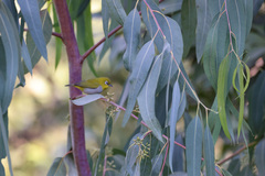 Zosterops palpebrosus