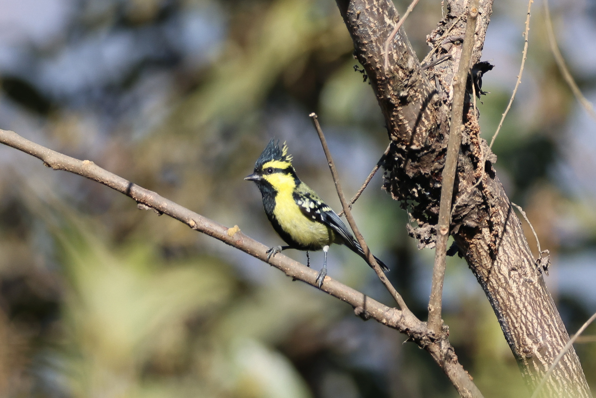 Himalayan Black-lored Tit