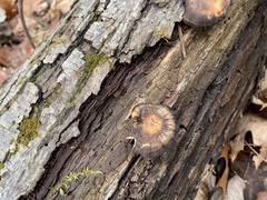 Lentinus brumalis