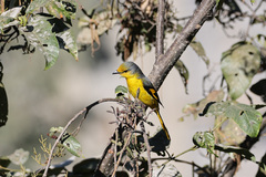 Pericrocotus speciosus