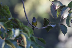 Culicicapa ceylonensis