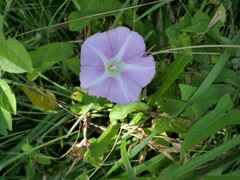 Calystegia sepium roseata