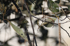 Phylloscopus chloronotus
