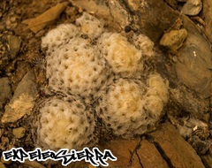 Mammillaria plumosa