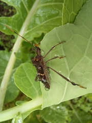 Leptoglossus zonatus