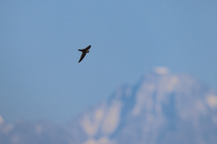 Aerodramus brevirostris