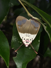 Amerila crokeri