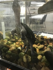 Kinosterninae