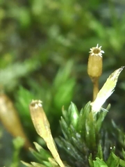 Orthotrichum anomalum