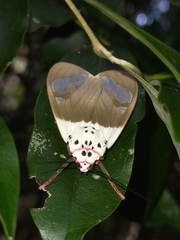 Amerila crokeri