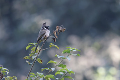 Pycnonotus leucogenys