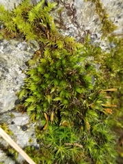 Orthotrichum anomalum